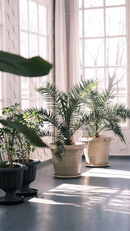 How to Refresh Your Home with Plants: Easy Tips for a Greener Space