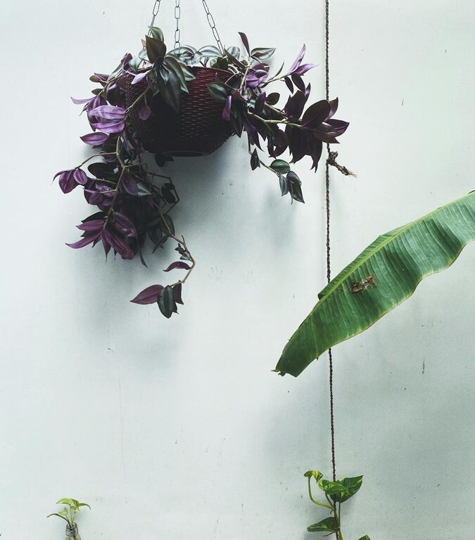 Essential Tips for Keeping Your Houseplants Healthy and Thriving